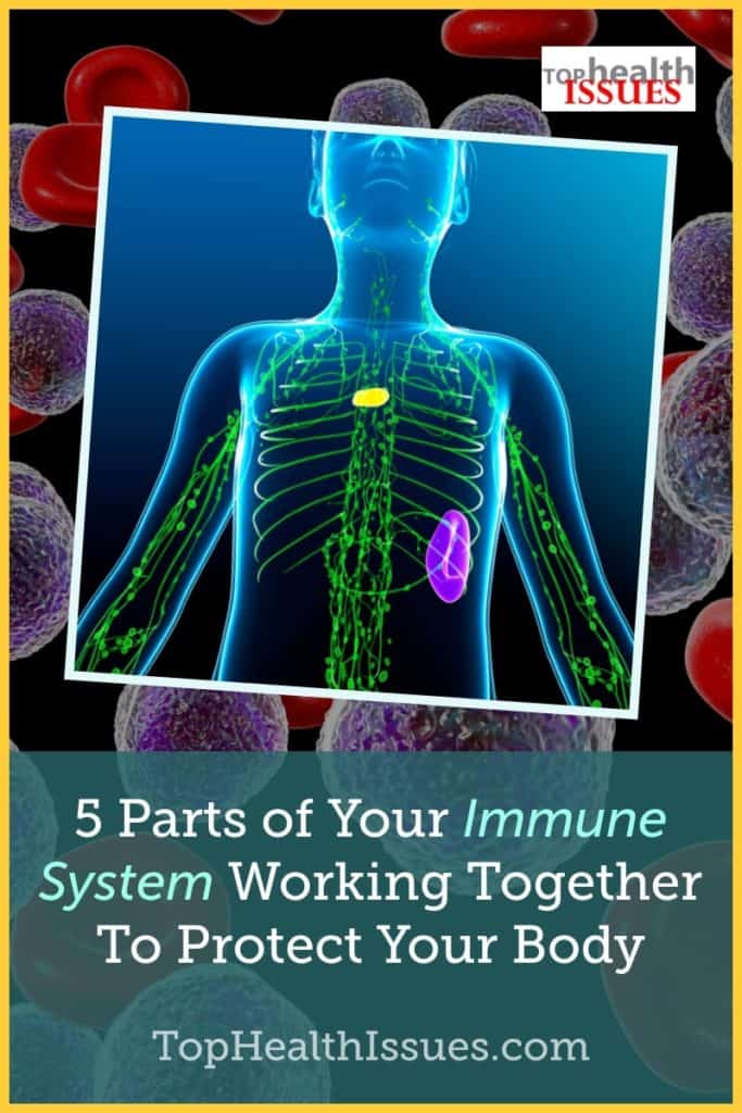 5 Parts of Your Immune System Working Together To Protect Your Body